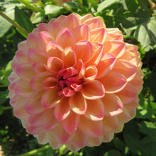 Load image into Gallery viewer, Blooms Sorbet Dream - Limited Release