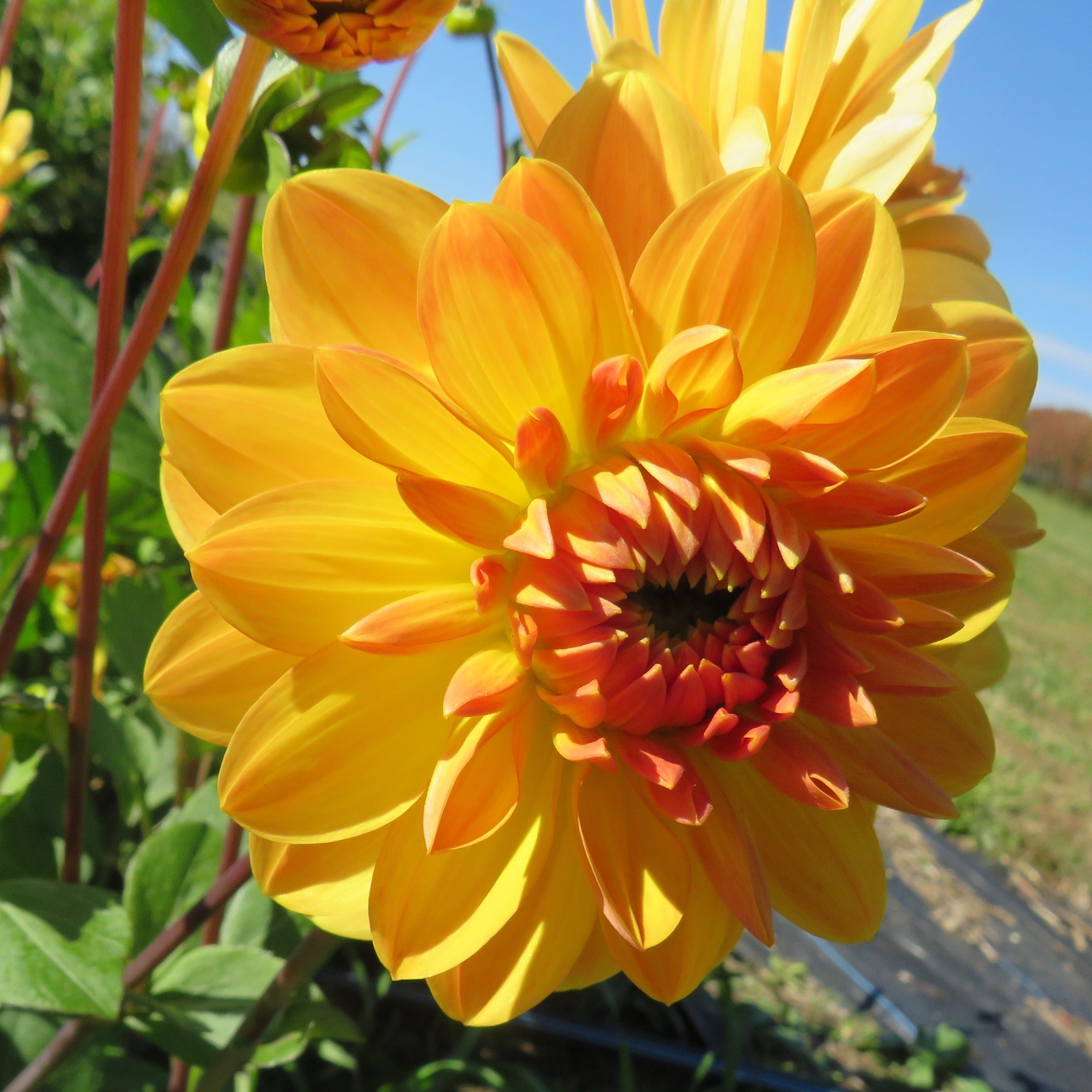 Linna – Blooms Flower Farm