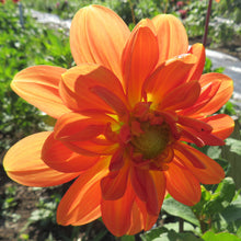Load image into Gallery viewer, Orange Girl
