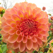Load image into Gallery viewer, Blooms Luminescence - Limited Release

