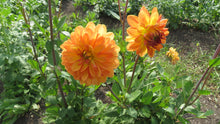 Load image into Gallery viewer, Orange Girl
