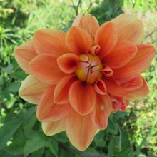 Load image into Gallery viewer, Teddy
