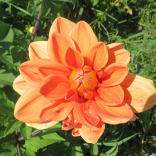 Load image into Gallery viewer, Teddy
