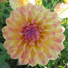 Load image into Gallery viewer, Blooms Sorbet Dream - Limited Release
