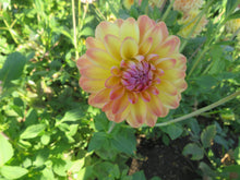 Load image into Gallery viewer, Blooms Sorbet Dream - Limited Release
