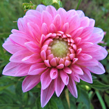 Load image into Gallery viewer, Strawberry Cream
