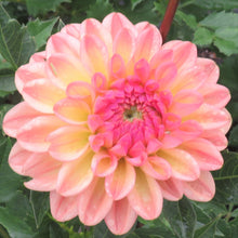 Load image into Gallery viewer, Lark's Ebbe
