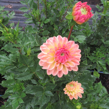 Load image into Gallery viewer, Lark's Ebbe
