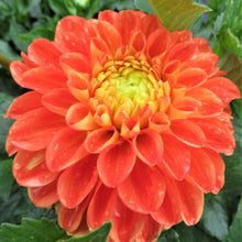 Load image into Gallery viewer, Orange Symphony
