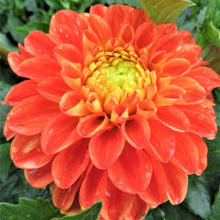 Load image into Gallery viewer, Orange Symphony
