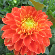 Load image into Gallery viewer, Orange Symphony
