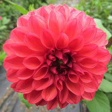 Load image into Gallery viewer, Chimacum Nadjae
