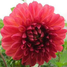 Load image into Gallery viewer, Chimacum Nadjae
