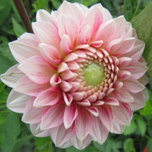 Load image into Gallery viewer, Strawberry Cream

