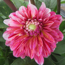 Load image into Gallery viewer, Strawberry Cream
