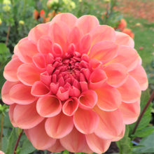 Load image into Gallery viewer, Lark's Ebbe
