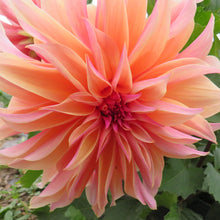 Load image into Gallery viewer, Labyrinth - Limited Stock
