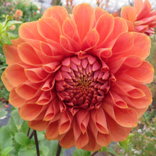 Load image into Gallery viewer, Hy Patti - Limited Supply
