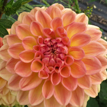 Load image into Gallery viewer, Lark's Ebbe
