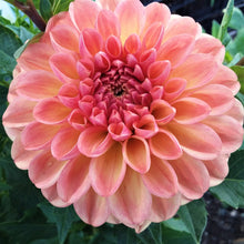 Load image into Gallery viewer, Lark's Ebbe
