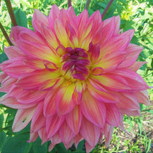 Load image into Gallery viewer, Wanda's Aurora
