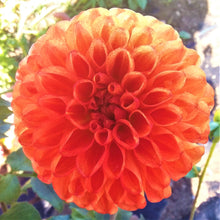 Load image into Gallery viewer, Orange Symphony
